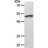 SMAD7 Antibody from Signalway Antibody (37036) - Antibodies.com