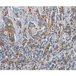 Immunohistochemistry - SOCS1 Antibody from Signalway Antibody (37038) - Antibodies.com