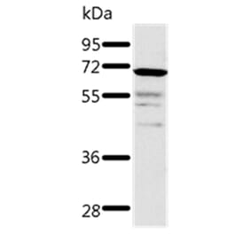 TRAF3 Antibody from Signalway Antibody (37053) - Antibodies.com