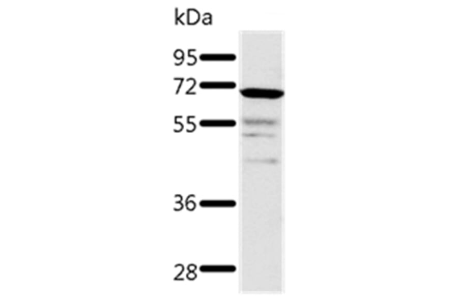 TRAF3 Antibody from Signalway Antibody (37053) - Antibodies.com