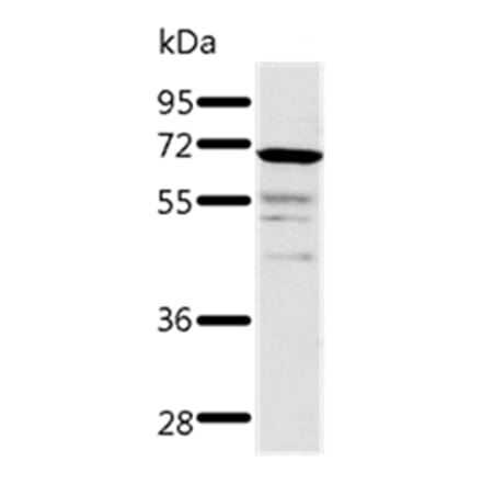 TRAF3 Antibody from Signalway Antibody (37053) - Antibodies.com