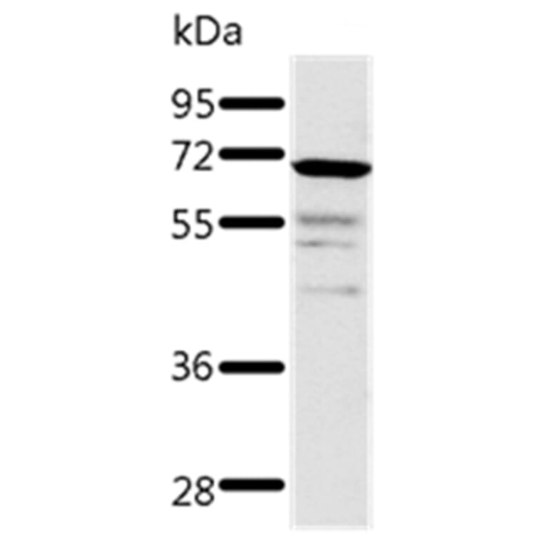 TRAF3 Antibody from Signalway Antibody (37053) - Antibodies.com