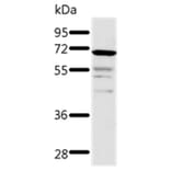 TRAF3 Antibody from Signalway Antibody (37053) - Antibodies.com