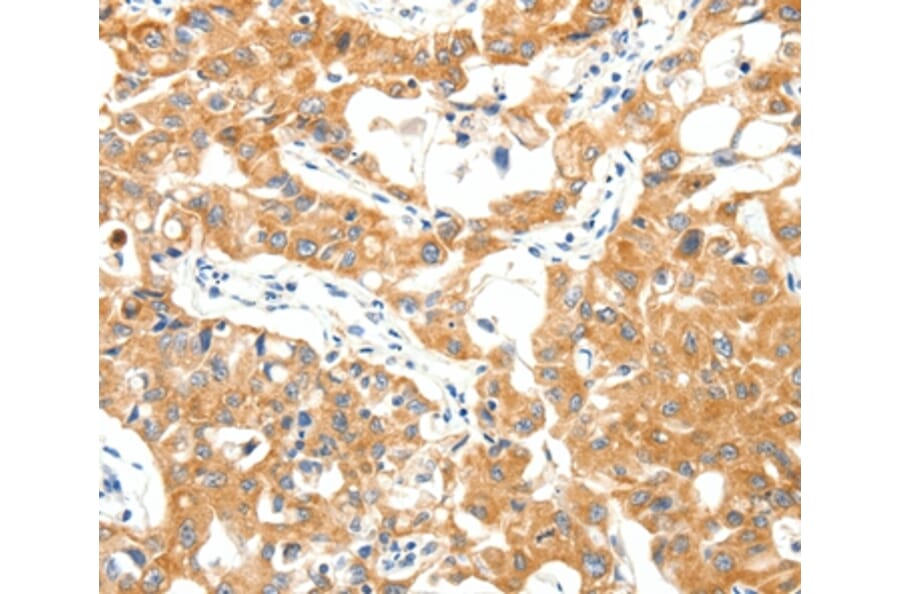 Immunohistochemistry - TRAF3 Antibody from Signalway Antibody (37053) - Antibodies.com