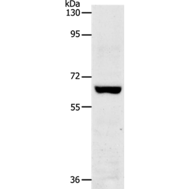 TRAF7 Antibody from Signalway Antibody (37054) - Antibodies.com