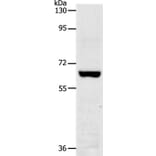 TRAF7 Antibody from Signalway Antibody (37054) - Antibodies.com