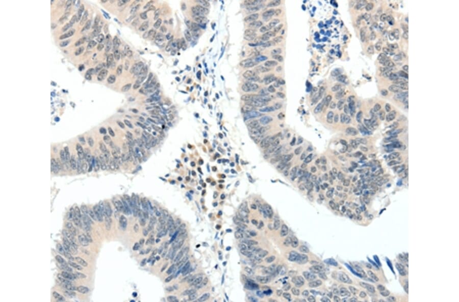 Immunohistochemistry - TRAF7 Antibody from Signalway Antibody (37054) - Antibodies.com