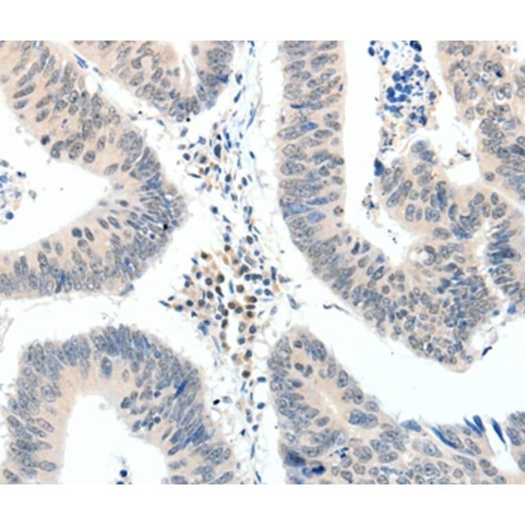 Immunohistochemistry - TRAF7 Antibody from Signalway Antibody (37054) - Antibodies.com