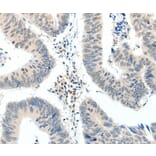 Immunohistochemistry - TRAF7 Antibody from Signalway Antibody (37054) - Antibodies.com