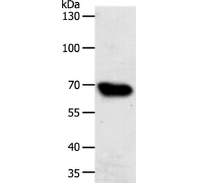 ABCG1 Antibody from Signalway Antibody (37074) - Antibodies.com