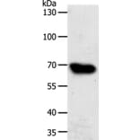 ABCG1 Antibody from Signalway Antibody (37074) - Antibodies.com