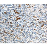 Immunohistochemistry - ABCG1 Antibody from Signalway Antibody (37074) - Antibodies.com