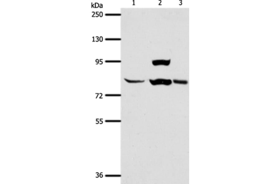 AGAP1 Antibody from Signalway Antibody (37088) - Antibodies.com