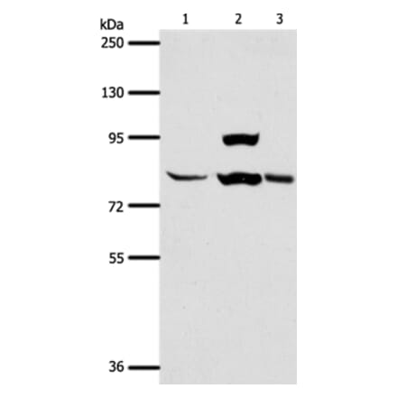 AGAP1 Antibody from Signalway Antibody (37088) - Antibodies.com