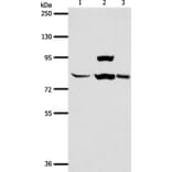 AGAP1 Antibody from Signalway Antibody (37088) - Antibodies.com