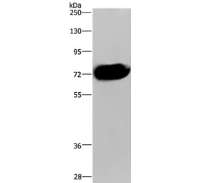 CDC16 Antibody from Signalway Antibody (37111) - Antibodies.com