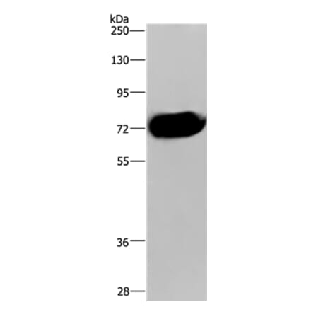 CDC16 Antibody from Signalway Antibody (37111) - Antibodies.com