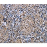 Immunohistochemistry - CDC16 Antibody from Signalway Antibody (37111) - Antibodies.com