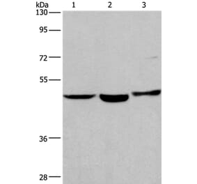 APMAP Antibody from Signalway Antibody (37112) - Antibodies.com