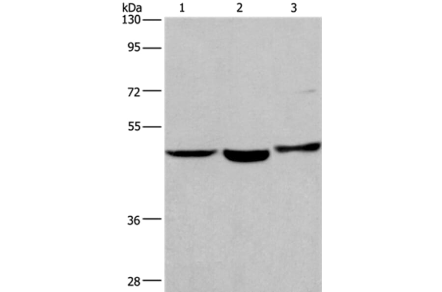 APMAP Antibody from Signalway Antibody (37112) - Antibodies.com