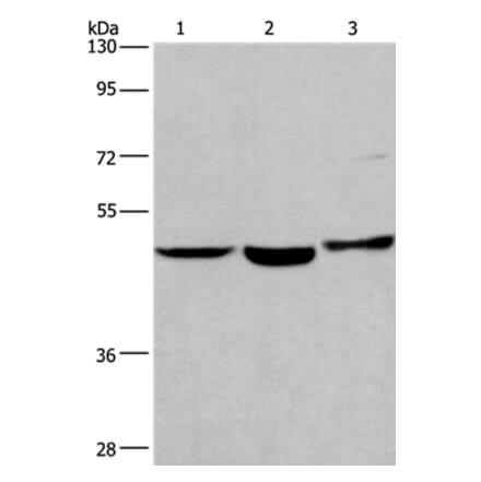 APMAP Antibody from Signalway Antibody (37112) - Antibodies.com
