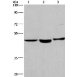 APMAP Antibody from Signalway Antibody (37112) - Antibodies.com