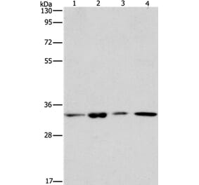 ARPC2 Antibody from Signalway Antibody (37115) - Antibodies.com