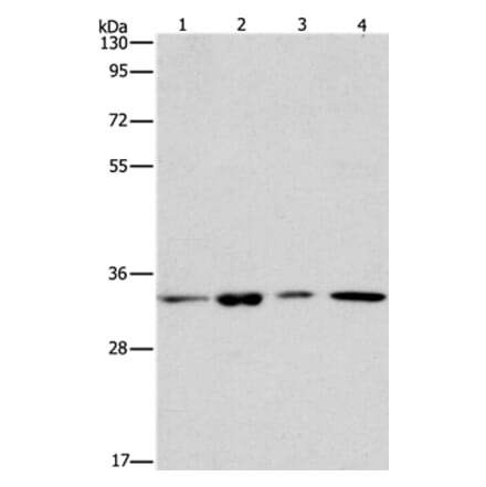 ARPC2 Antibody from Signalway Antibody (37115) - Antibodies.com