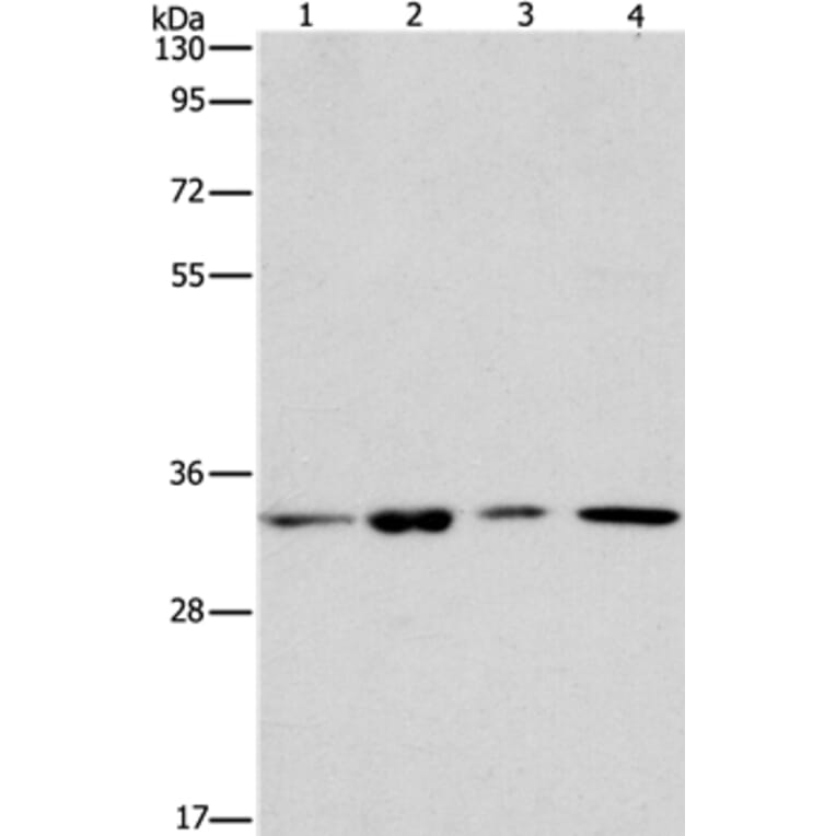 ARPC2 Antibody from Signalway Antibody (37115) - Antibodies.com