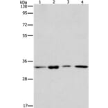 ARPC2 Antibody from Signalway Antibody (37115) - Antibodies.com