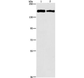 ITGA2 Antibody from Signalway Antibody (37117) - Antibodies.com