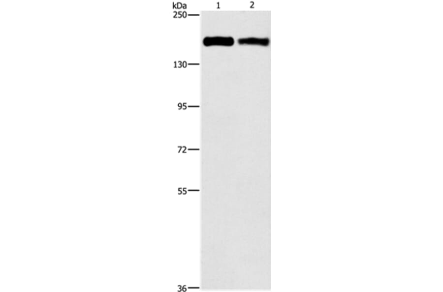 ITGA2 Antibody from Signalway Antibody (37117) - Antibodies.com