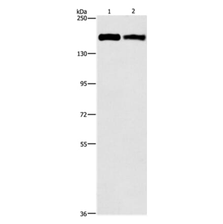 ITGA2 Antibody from Signalway Antibody (37117) - Antibodies.com