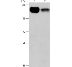 PRKD1 Antibody from Signalway Antibody (37125) - Antibodies.com