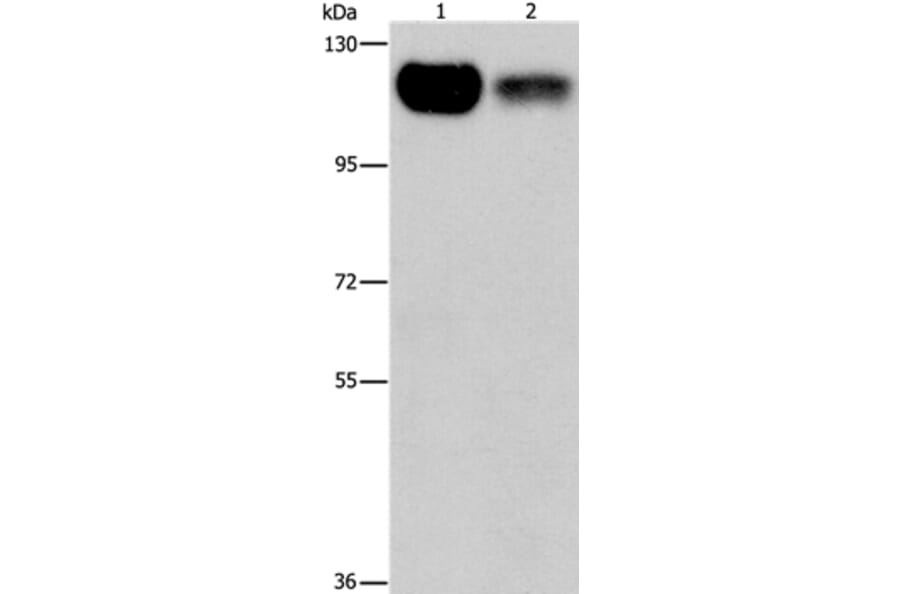 PRKD1 Antibody from Signalway Antibody (37125) - Antibodies.com