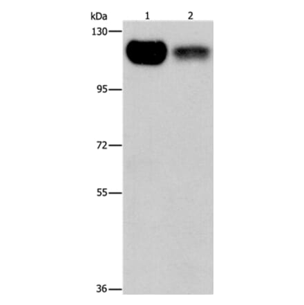 PRKD1 Antibody from Signalway Antibody (37125) - Antibodies.com