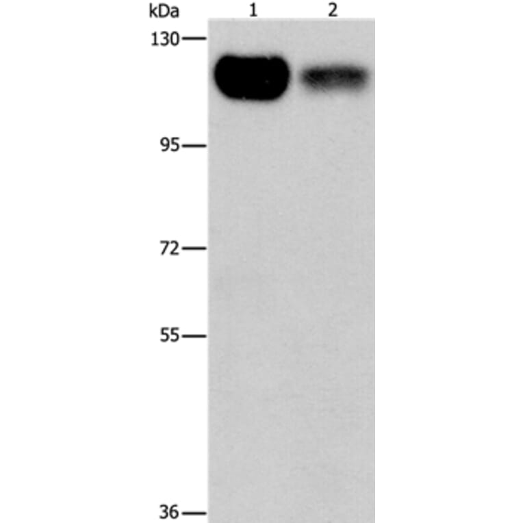 PRKD1 Antibody from Signalway Antibody (37125) - Antibodies.com
