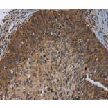 Immunohistochemistry - PRKD3 Antibody from Signalway Antibody (37126) - Antibodies.com