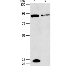 PRKG2 Antibody from Signalway Antibody (37137) - Antibodies.com