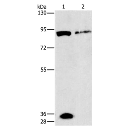PRKG2 Antibody from Signalway Antibody (37137) - Antibodies.com