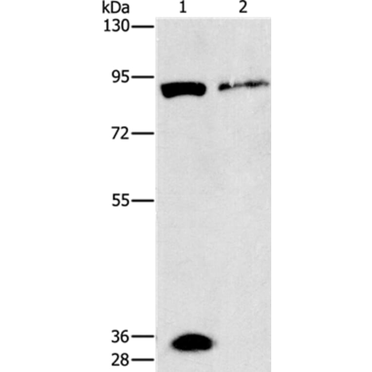PRKG2 Antibody from Signalway Antibody (37137) - Antibodies.com