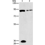 PRKG2 Antibody from Signalway Antibody (37137) - Antibodies.com