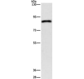 APEH Antibody from Signalway Antibody (37141) - Antibodies.com