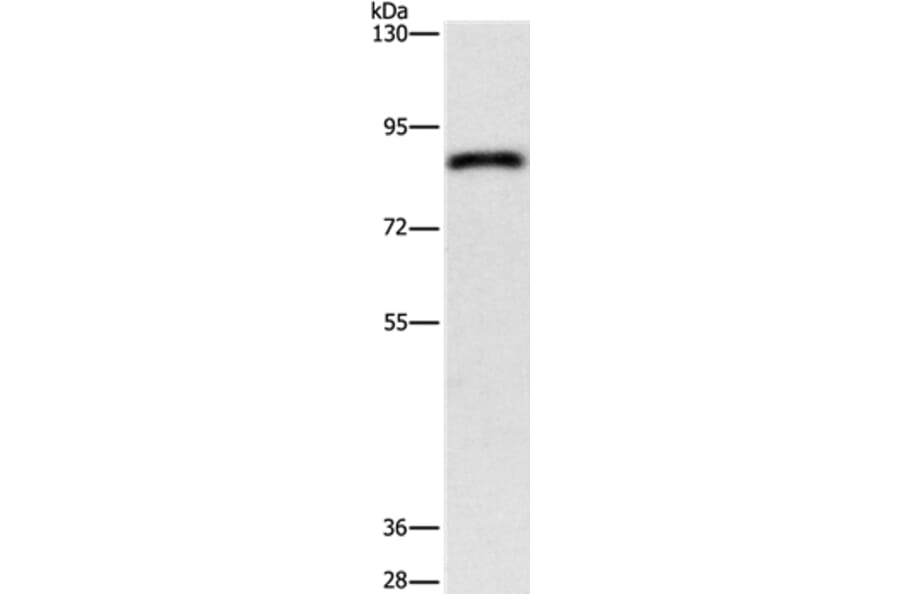 APEH Antibody from Signalway Antibody (37141) - Antibodies.com