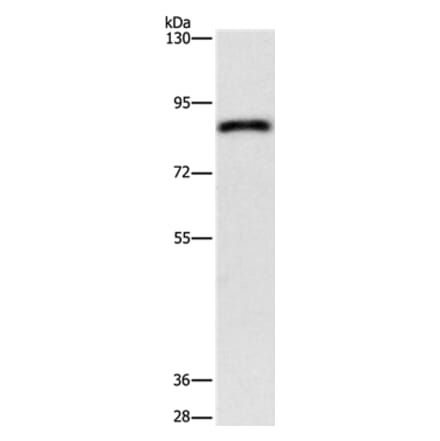 APEH Antibody from Signalway Antibody (37141) - Antibodies.com