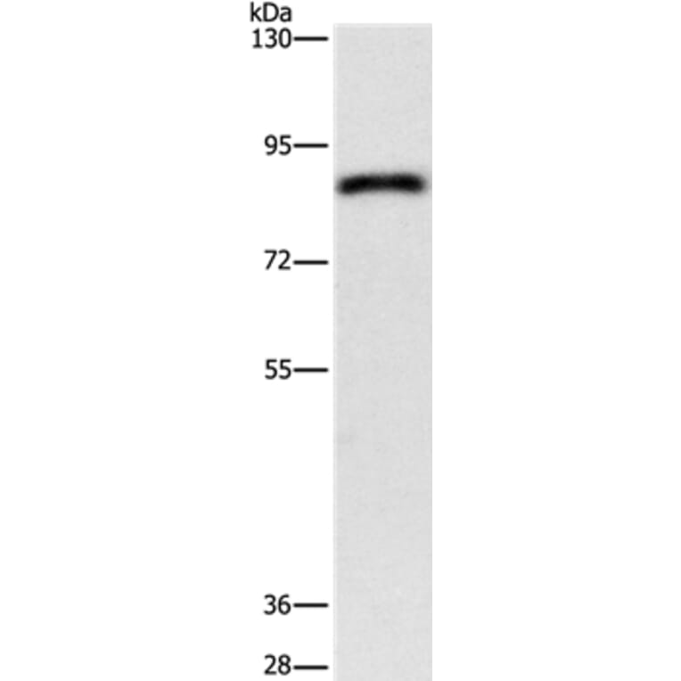 APEH Antibody from Signalway Antibody (37141) - Antibodies.com