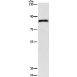 APEH Antibody from Signalway Antibody (37141) - Antibodies.com