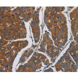 Immunohistochemistry - APEH Antibody from Signalway Antibody (37141) - Antibodies.com