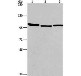 BCAR1 Antibody from Signalway Antibody (37147) - Antibodies.com