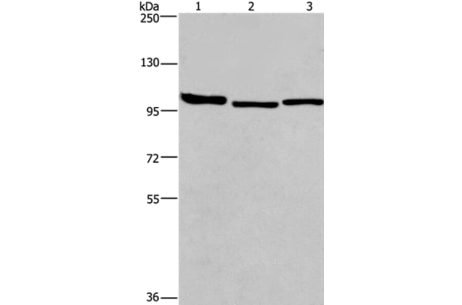 BCAR1 Antibody from Signalway Antibody (37147) - Antibodies.com